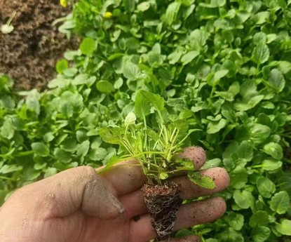 角堇（穴盤苗）